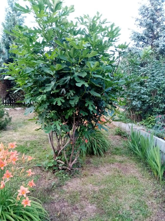 Guesthouse Smiljanic Slavkovica Exteriér fotografie